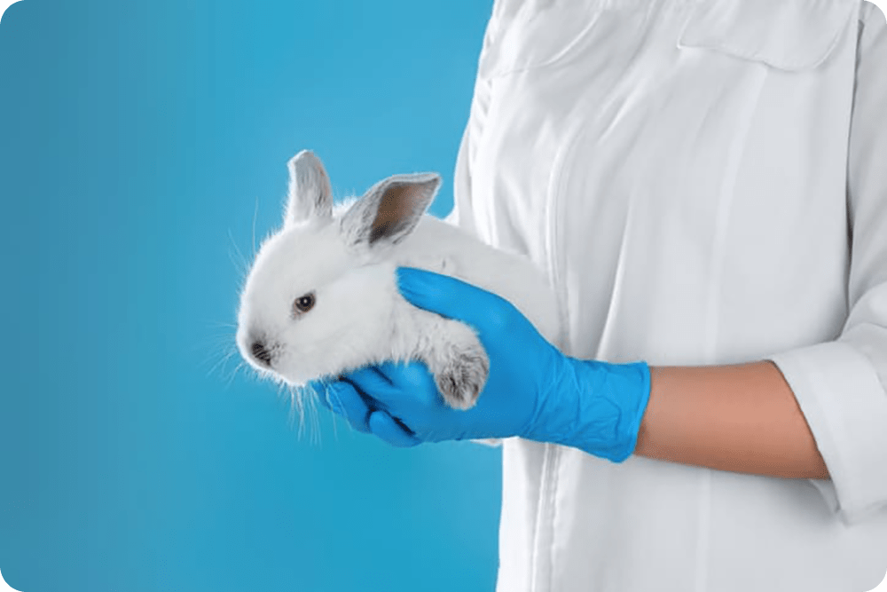 Scientist holding rabbit on light blue background, closeup. Rabbit saved when transition from rpt to mat as suggested by ep regulations.