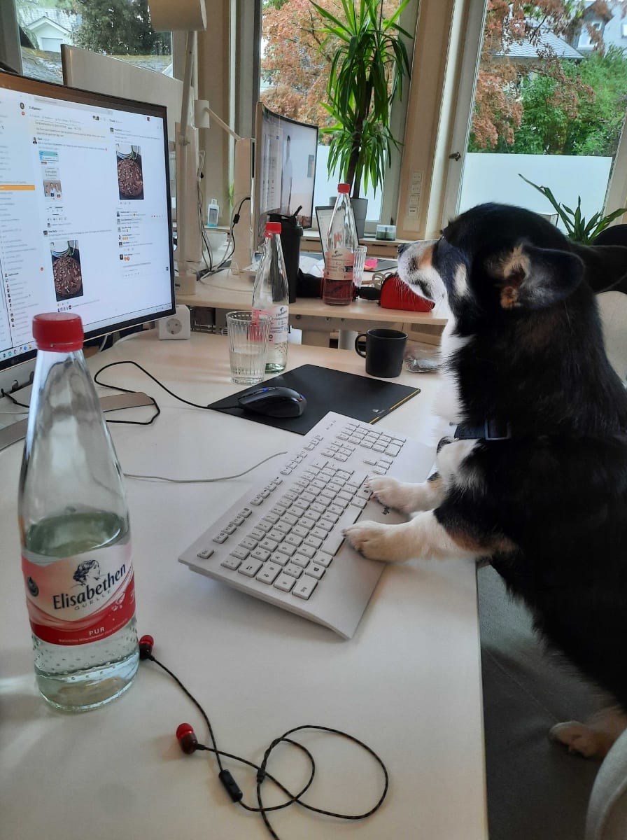Ein kleiner Hund steht mit seinen Hinterbeinen auf einem Bürostuhl, seine Vorderpfoten liegen auf einer Tastatur vor einem großen Monitor. Es sieht so aus, als würde er mit seinen Pfoten auf die Tasten tippen. Der Arbeitsplatz ist typisch für ein Büro, mit einem Computerbildschirm, einer Tastatur und einer Maus. Im Vordergrund steht eine Wasserflasche. Die Szene vermittelt einen humorvollen Blick auf die Interaktion zwischen Haustier und Arbeitsumgebung.