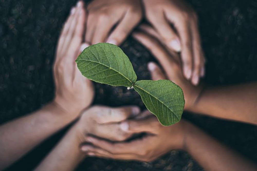 Hands holding a plant seedling