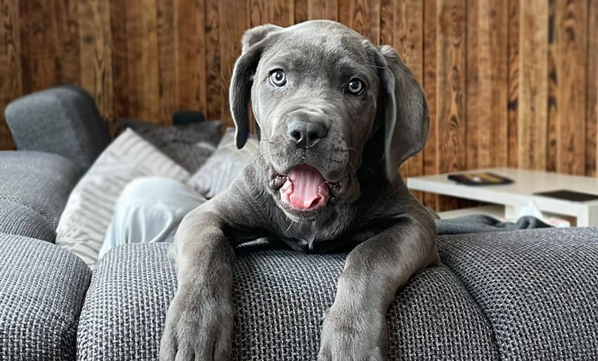 Bürohund Lotte becon GmbH