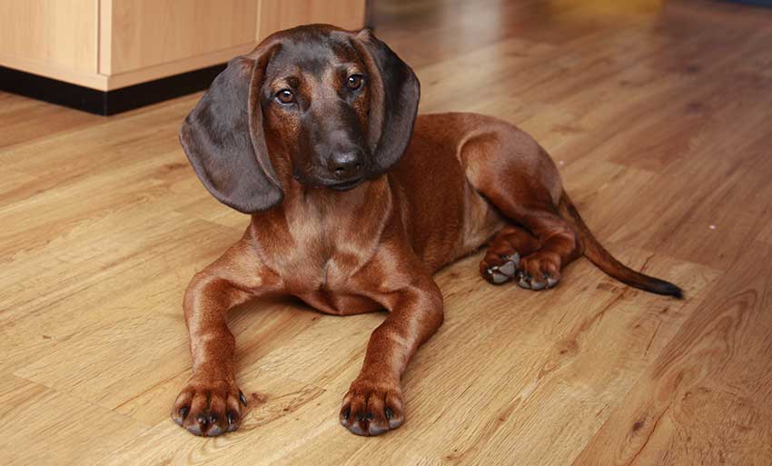 Bürohund Juna becon GmbH