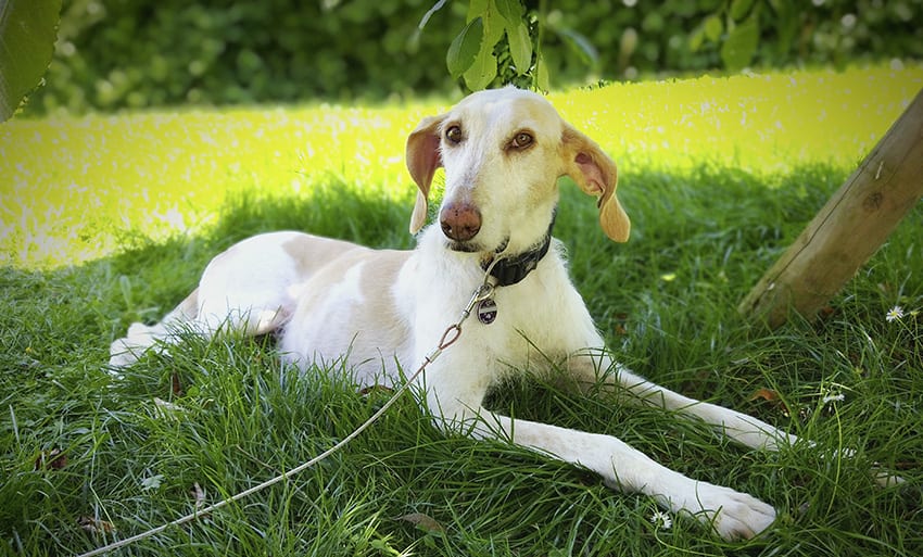 Bürohund Sunny becon GmbH