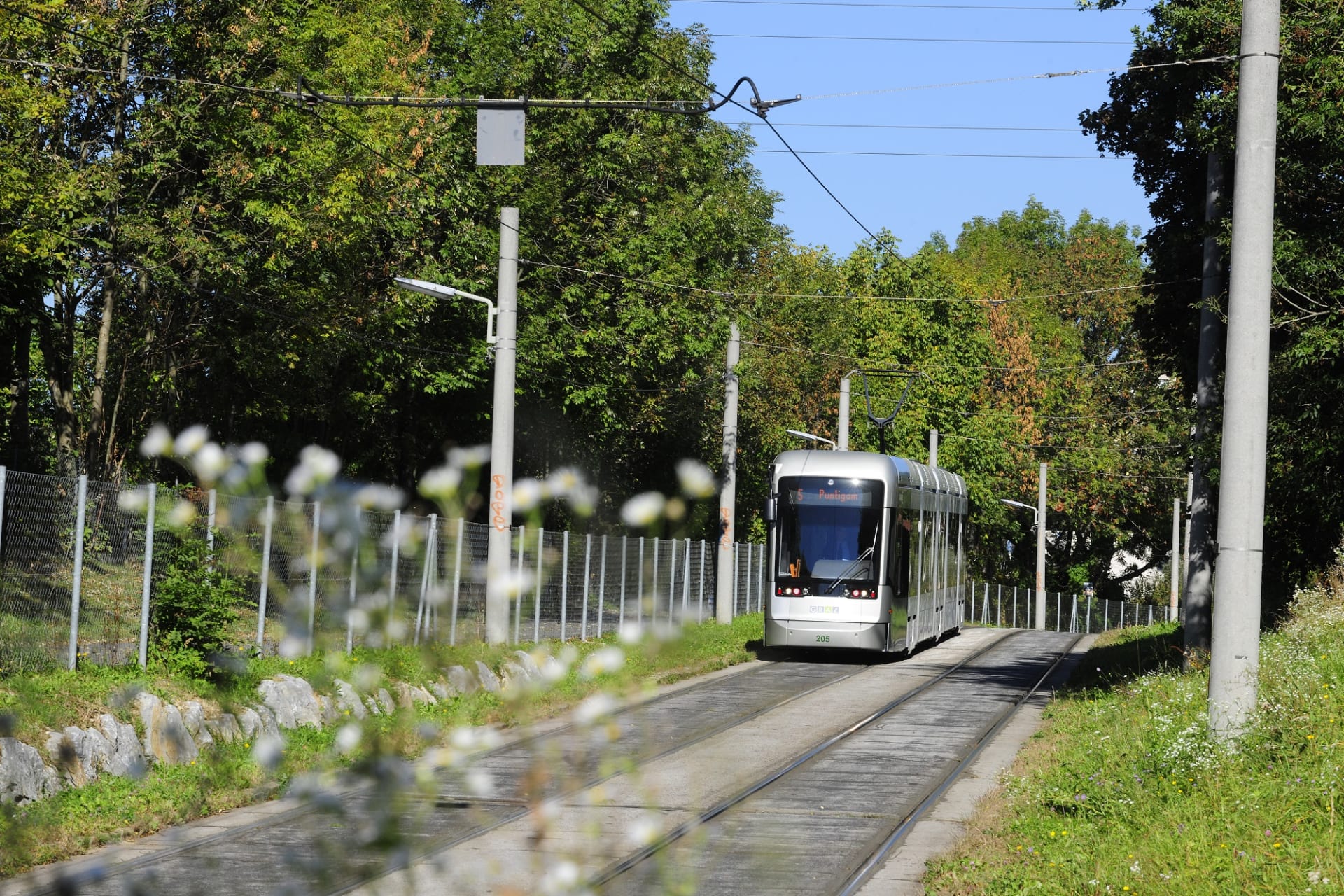 Eine silberne Straßenbahn der Linie 5 fährt auf einer von Bäumen umgebenen Strecke an einem sonnigen Tag. Im Vordergrund sind unscharfe Blumen zu sehen.