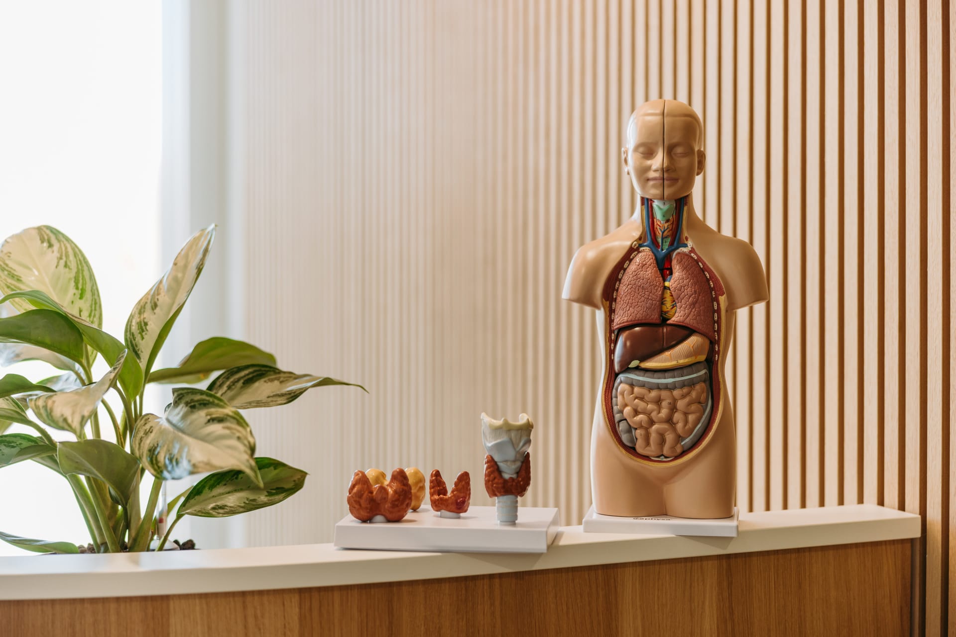 Hauser Healthcare