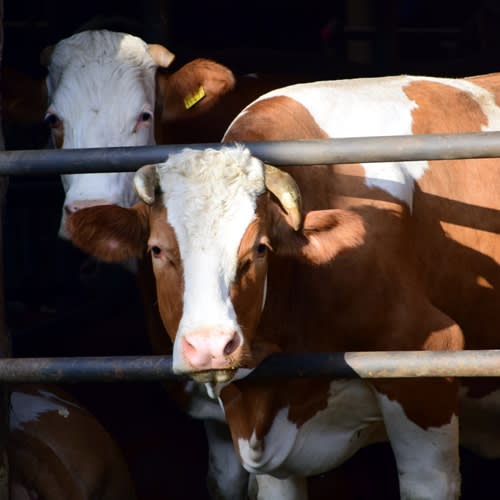 Stikstofuitstoot: als toezichthouder aan tafel bij agrariërs
