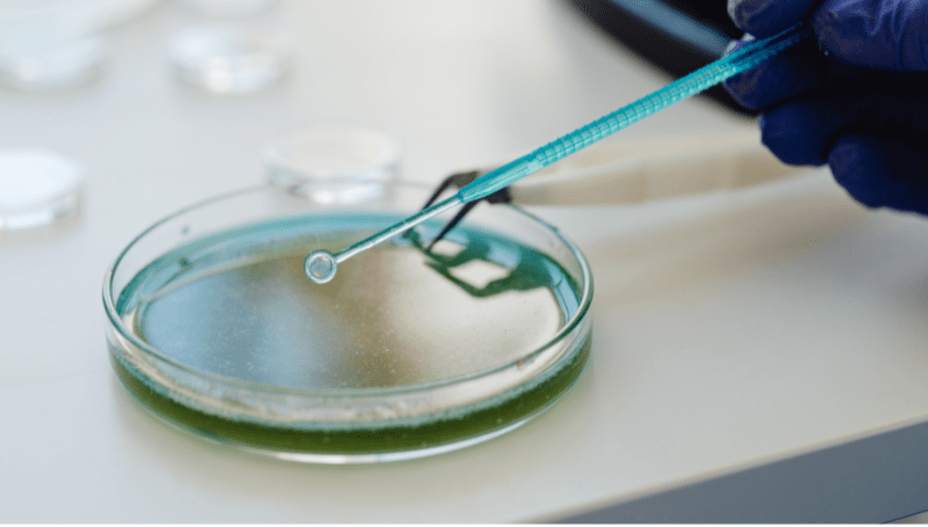 MLO Meewerkstage Microbiologie